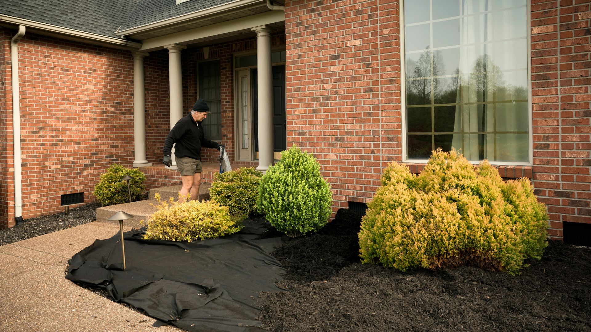Person working on landscaping with shrubs in front of brick house